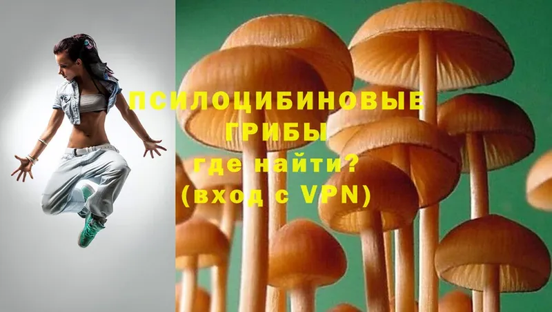 Галлюциногенные грибы Psilocybe  Ахтырский 